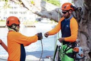 Hiring a Tree Surgeon: The Qualifications, Insurance and Standards Worth Checking First